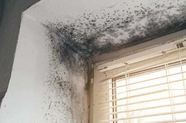 Affordable Crawl Space Mold Removal solutions in Secaucus, NJ